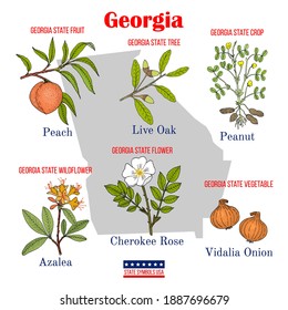 Georgia. Set of USA official state symbols. Vector hand drawn illustration