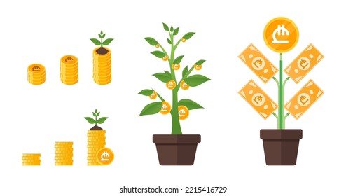 Georgian Lari Money Tree Growing
