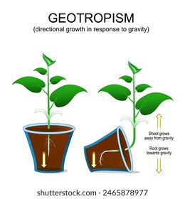 Geotropism. Directional growth of plant in response to gravity. Shoot grows away from gravity. Root grows towards gravity. Plant orientation. vector illustration