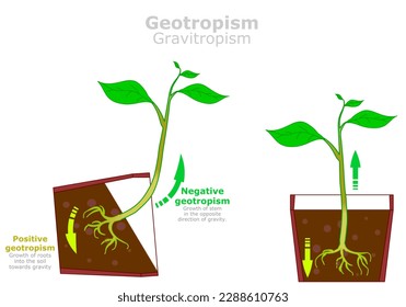 Geotropismus, Gravitropismus in Pflanzen. Positives Wachstum der Wurzeln in den Boden in Richtung Schwerkraft. Bewegung als Reaktion auf Licht. Negativ, Stamm in entgegengesetzte Richtung der Schwerkraft. Pot, Illustrationsvektor