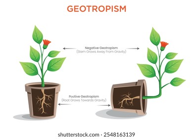 Der Geotropismus ist die Wachstumsreaktion einer Pflanze auf die Schwerkraft, mit Wurzeln, die nach unten wachsen, und Stängeln, die nach oben wachsen.