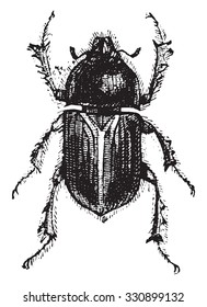Geotrupes, vintage engraved illustration.
