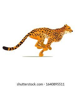 Gepard running. Cheetah animal hunter in wild Africa. Dangerous leopard. Vector
