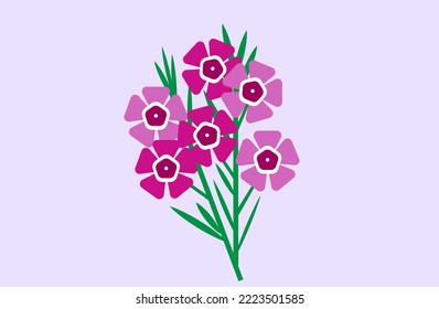 Geraldton wax flowers on lilac background.