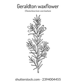 Geraldton waxflower (Chamelaucium uncinatum), ornamental and edible plant. Hand drawn botanical vector illustration