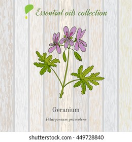 Geranium, essential oil label, aromatic plant. Vector illustration