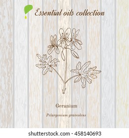 Geranium, essential oil label, aromatic plant. Vector illustration