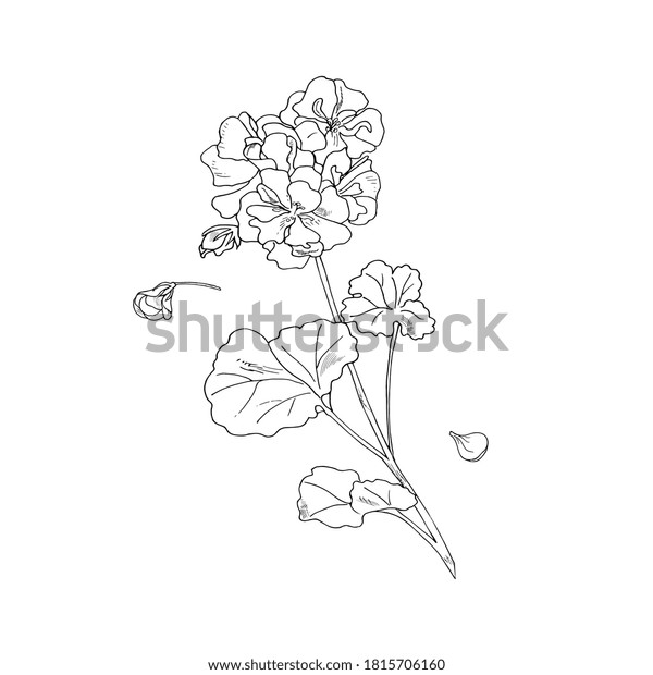 Geranium flower, botanical sketch, outline. Hand\
drawing ink. Home plants\
geranium
