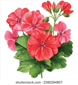  geranium flower bouquet watercolor with branch vector illustration on white background 