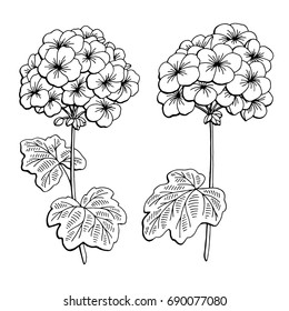 Geranium flower graphic black white isolated sketch illustration vector