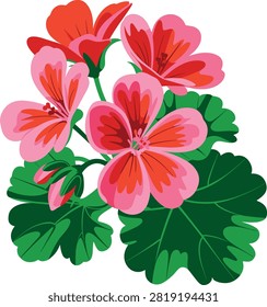 Geranium flower with green leaf vector on white background.