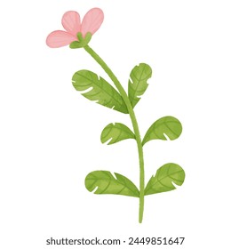 Geranium flower isolated on white background. Hand drawn vector illustration.
