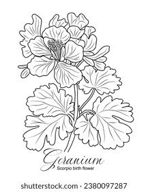 Geranium flower line art vector drawing isolated. 