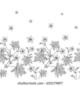 Geranium flower. Seamless floral pattern border. Vector illustration. Hand drawing art. Black and white graphics. Vintage engraving. Template design for packaging, textile, paper, wallpaper, fabric.