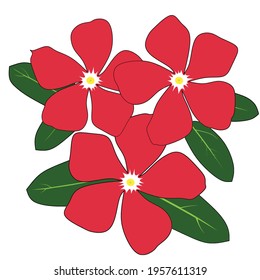 Geranium flower vector illustration. Red geraniums