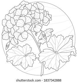 Geranium flower.Coloring book antistress for children and adults. Illustration isolated on white background.Zen-tangle style.