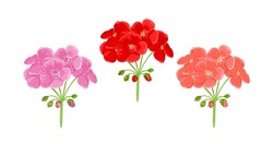 Geranium Flowers Isolated On White Background. Flowering Garden Plant Of Red And Pink Color. Vector Cartoon Flat Illustration. Floral Icons.