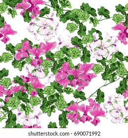 Geranium garden in the spring. White and pink flower design is vector for seamless pattern and background.