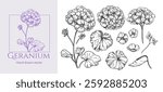 Geranium, hydrangea, flowers in engraving style, set of vector illustrations, hand drawn sketch