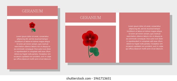 Geranium. Banner informativo o etiqueta en dos diseños. Descripción y propiedades útiles del geranio. Plantilla para aceite esencial, especias. Folleto con espacio vacío para texto.