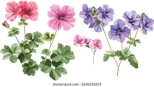 Geranium Jolly Bee, Geranium Rozanne, Geranium phaeum corte isolado, flores silvestres, plantas de jardim perenes, flora da natureza, ilustração vetorial, jardim botânico, flor de primavera.