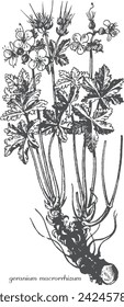 Geranium Macrorrhizum. Handzeichnung aus schwarz-weißem Geranium. Vektor moderne Vintage botanische Illustration der Geranie mit Blumen, Blättern. Heilpflanze.