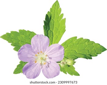 Geranium maculatum (Wild Geranium) Native North American Woodland Wildflower Isolated
