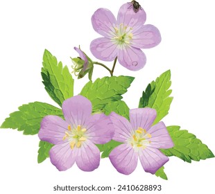 Geranium maculatum (Wild Geranium) Native North American Woodland Wildflower Isolated