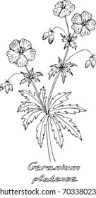 Geranium meadow. Vector illustration in vintage style. Isolated object on a white background.