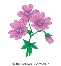Gerânio. Uma nota do meio na perfumaria. Óleo aromático vegetal usado para fazer perfumes. Ilustração de flores silvestres cor-de-rosa.