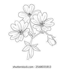 Geranium. A middle note in perfumery. Plant aromatic oil used to make perfumes. Outline illustration.