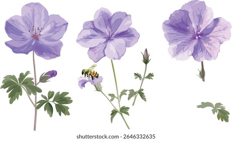 Geranium palmatum, Geranium Rozanne Jolly Bee, isolated cutout, garden flora, perennial flowers, decorative plants, botanical art, vector illustration, landscape design.