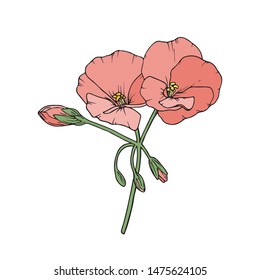 Geranium (pelargonium) flower. Floral sketch. Hand-drawn vector illustration, isolated on white.