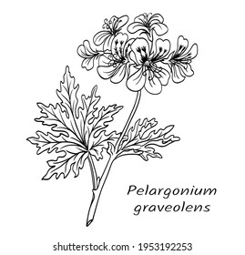 Geranium (Pelargonium graveolens), flowering branch of a plant with leaves, black and white vector illustration. Used in perfumery, medicine. The image of this plant can be used on labels, packaging, 