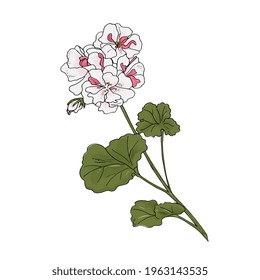 tinta de dibujo manual de geranio (pelargonio). Flores interiores rosas. Esbozo botánico.