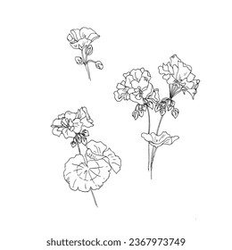 Geranium, pelargonium hand drawn ink, outline