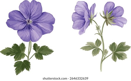 Geranium Phaeum e Geranium Rozanne isolados, variedade Jolly Bee, flora de jardim, plantas herbáceas, arranjo de flores, jardim perene, ilustração vetorial.