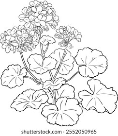 Geranium Plant with Flowers Outline Illustration.