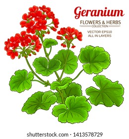 geranium plant illustration on white background