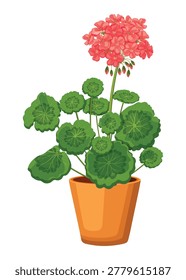Geranium pot in cartoon style. Vector illustration of beautiful houseplant, pink geranium flowers, buds, green velvety leaves isolated on white background. Indoor decorative plant. Pelargonium.