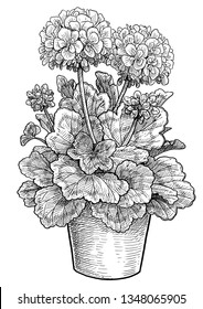 Geranium in pot illustration, drawing, engraving, ink, line art, vector