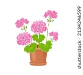 Geranium in pot isolated on white. Vector illustration of pink flower in cartoon flat style.