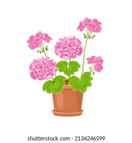 Geranium in pot isolated on white. Vector illustration of pink flower in cartoon flat style.