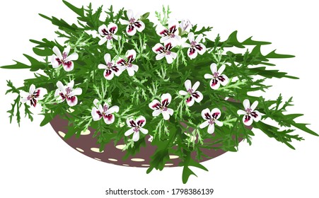 geranium in a pot with red and white flowers and green leaves