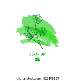 Geranium. Provence wildflowers vector illustration. Medicinal herb. Hand drawn vector icon on a green watercolor spot, outline.