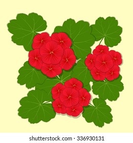 Geranium red flower. Vector illustration