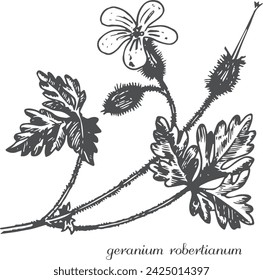 geranium robertianum, black and white geranium hand drawing. Vector modern vintage botanical illustration of geranium with flowers, leaves. Medicinal natural herb.