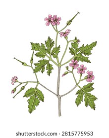 Geranium robertianum medicinal herb vector