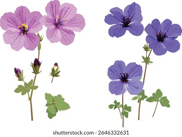 Geranium Rozanne Jolly Abelha, Geranium palmatum, frontal isolada, árvore, plantas de jardim, perenes floridos, botânica, ilustração vetorial, flores de verão, natureza.