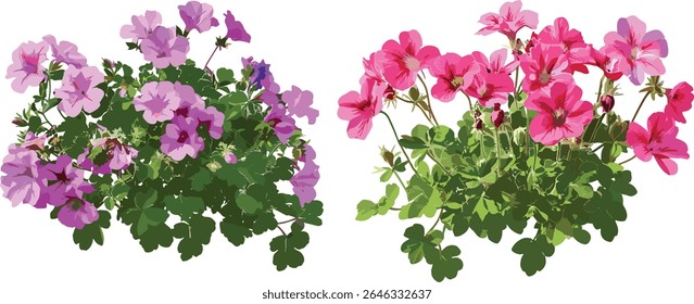 Geranium Rozanne Jolly Bee, Geranium palmatum, isolado, árvore, flores de jardim, plantas perenes, espécies botânicas, conjunto de flores, ilustração vetorial, jardim de primavera.